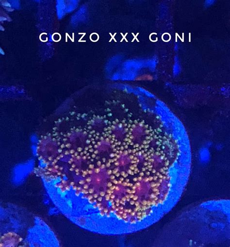 gonzo xxc